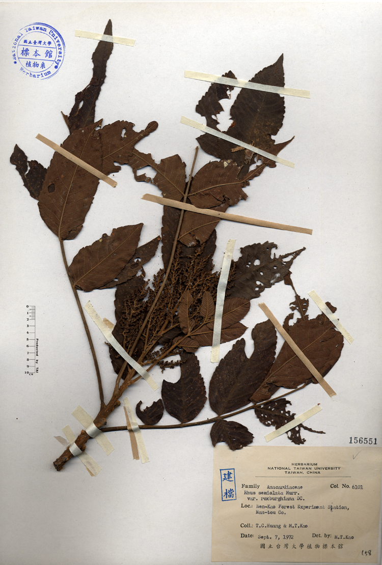 中文種名:羅氏鹽膚木學名:Rhus semialata Murr. var. roxburghiana DC.俗名:羅氏鹽膚木俗名（英文）:羅氏鹽膚木
