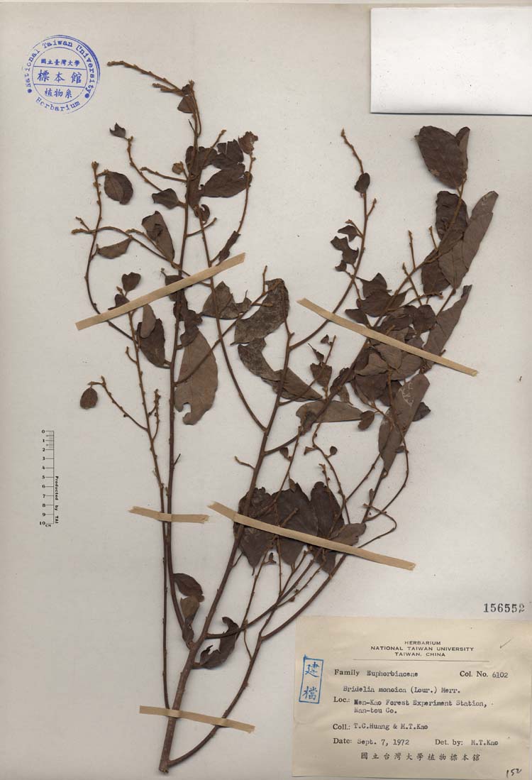 中文種名:土密樹學名:Bridelia monoica (Lour.) Merr.俗名:土密樹俗名（英文）:土密樹