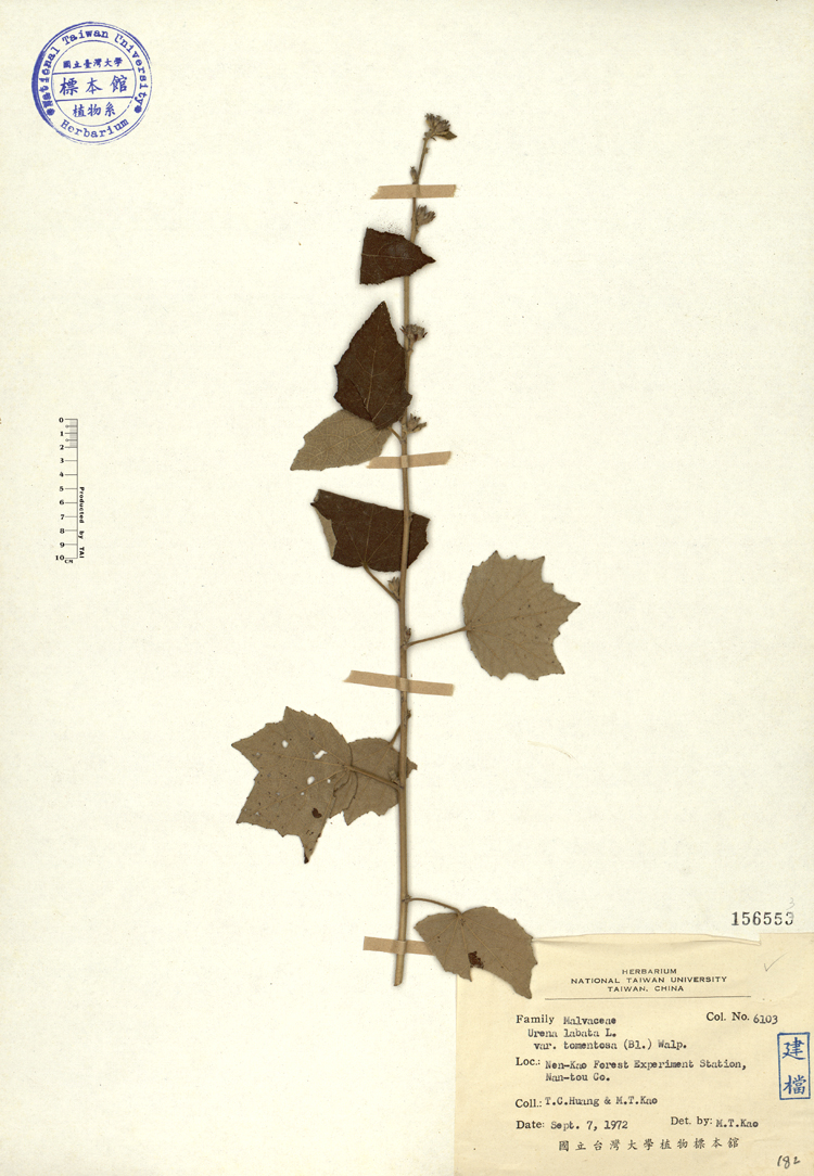 中文種名:野棉花學名:Urena lobata L. var. tomentosa Miq.俗名:野棉花俗名（英文）:野棉花