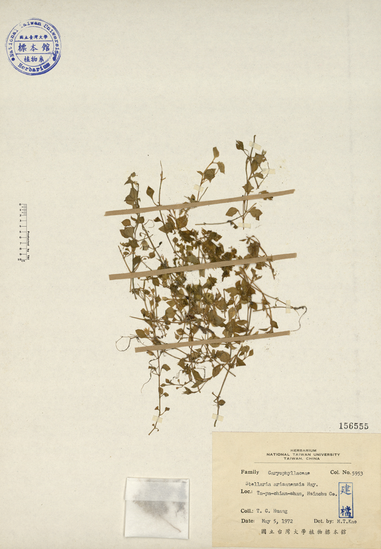 中文種名:阿里山繁縷學名:Stellaria arisanensis Hayata俗名:阿里山繁縷俗名（英文）:阿里山繁縷