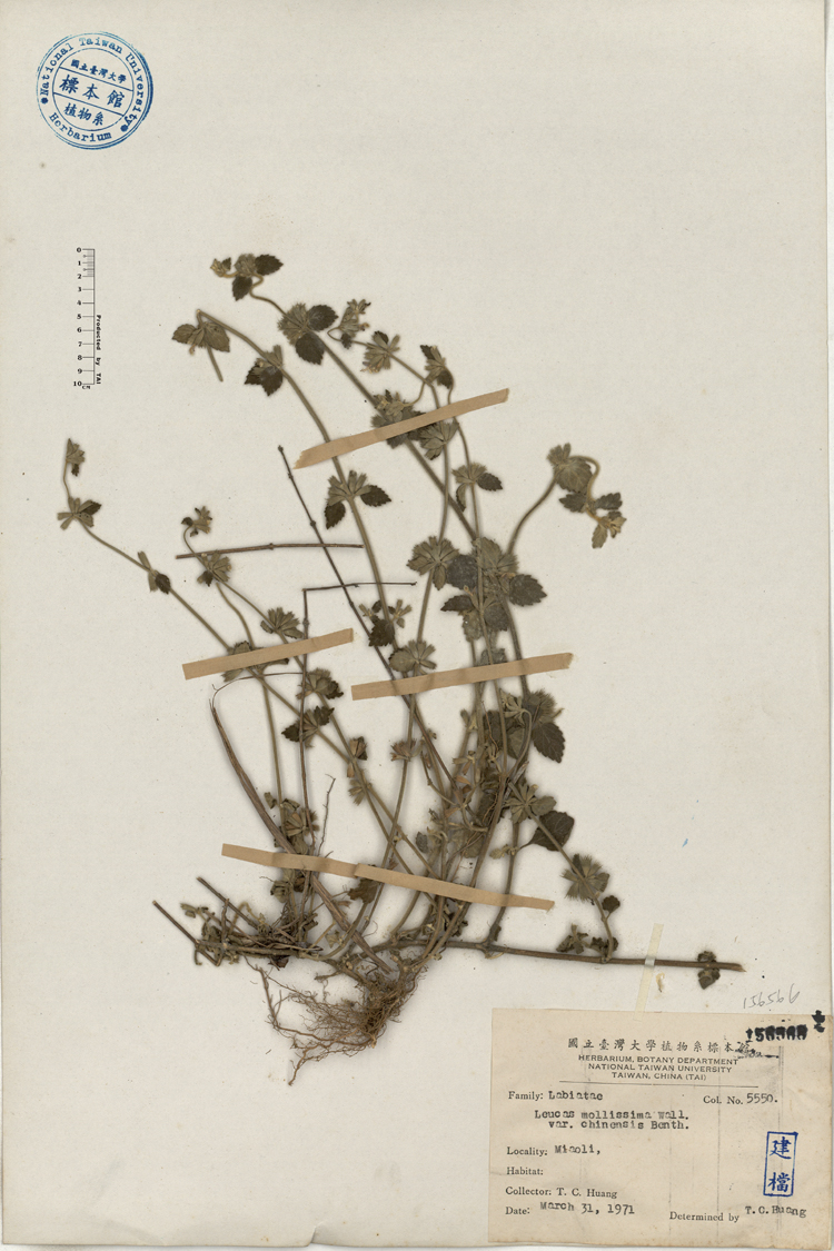 中文種名:白花草學名:Leucas mollissima Wall. var. chinensis Benth.俗名:白花草俗名（英文）:白花草
