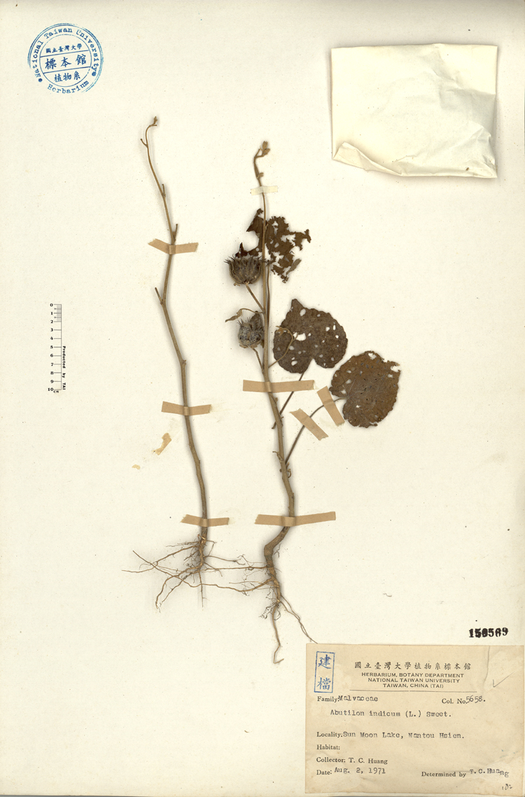 中文種名:冬葵子學名:Abutilon indicum (L.) Sweet俗名:冬葵子俗名（英文）:冬葵子