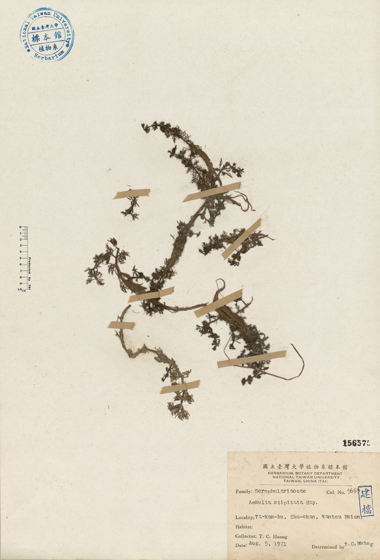中文種名:石龍尾學名:Ambulia stipitata Hay.俗名:石龍尾俗名（英文）:石龍尾