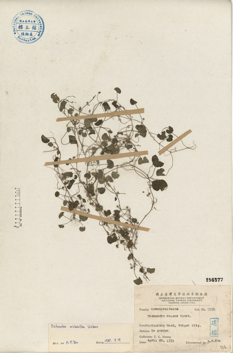 中文種名:馬蹄金學名:Dichondra repens Forst.俗名:馬蹄金俗名（英文）:馬蹄金