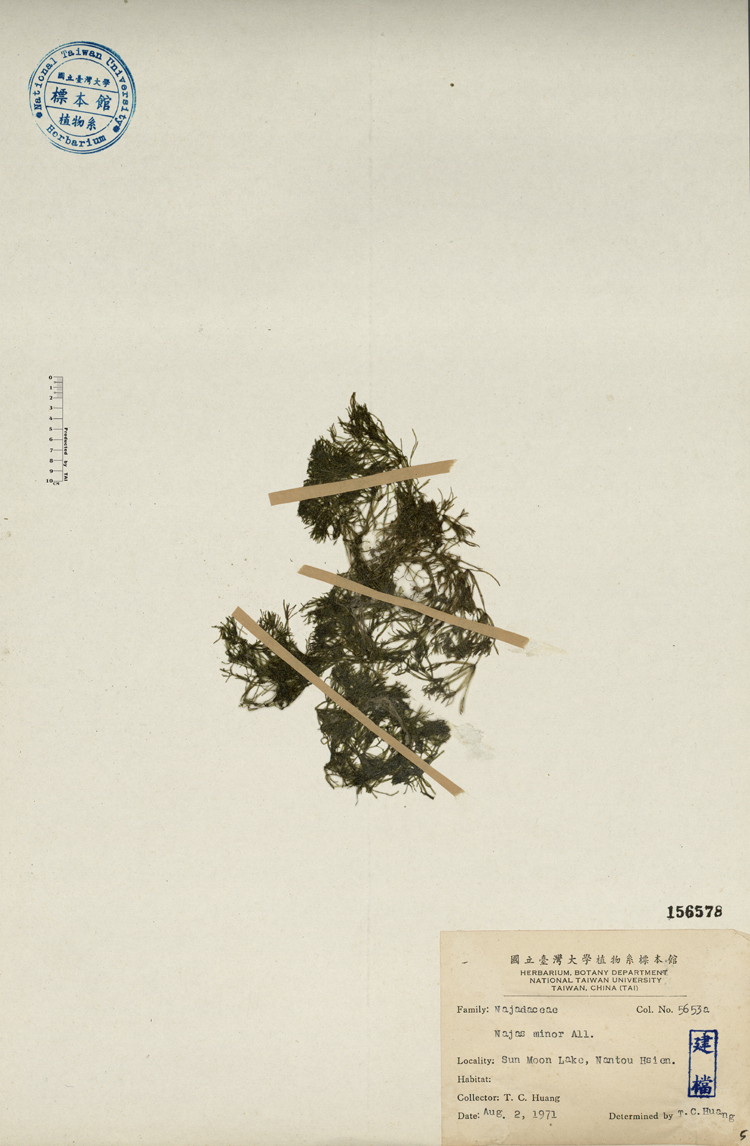 中文種名:小茨藻學名:Najas minor All.俗名:小茨藻俗名（英文）:小茨藻