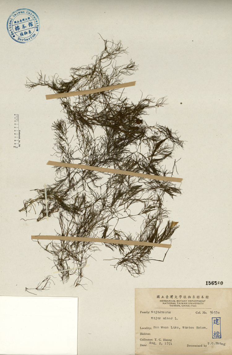 中文種名:小茨藻學名:Najas minor L.俗名:小茨藻俗名（英文）:小茨藻