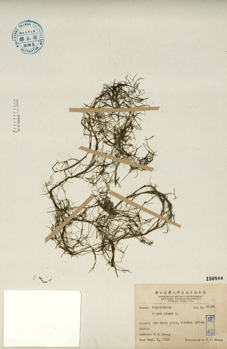 中文種名:小茨藻學名:Najas minor L.俗名:小茨藻俗名（英文）:小茨藻