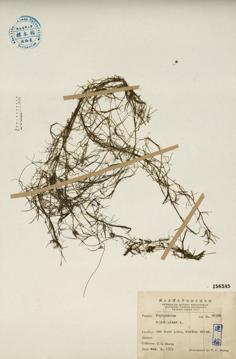 中文種名:小茨藻學名:Najas minor L.俗名:小茨藻俗名（英文）:小茨藻