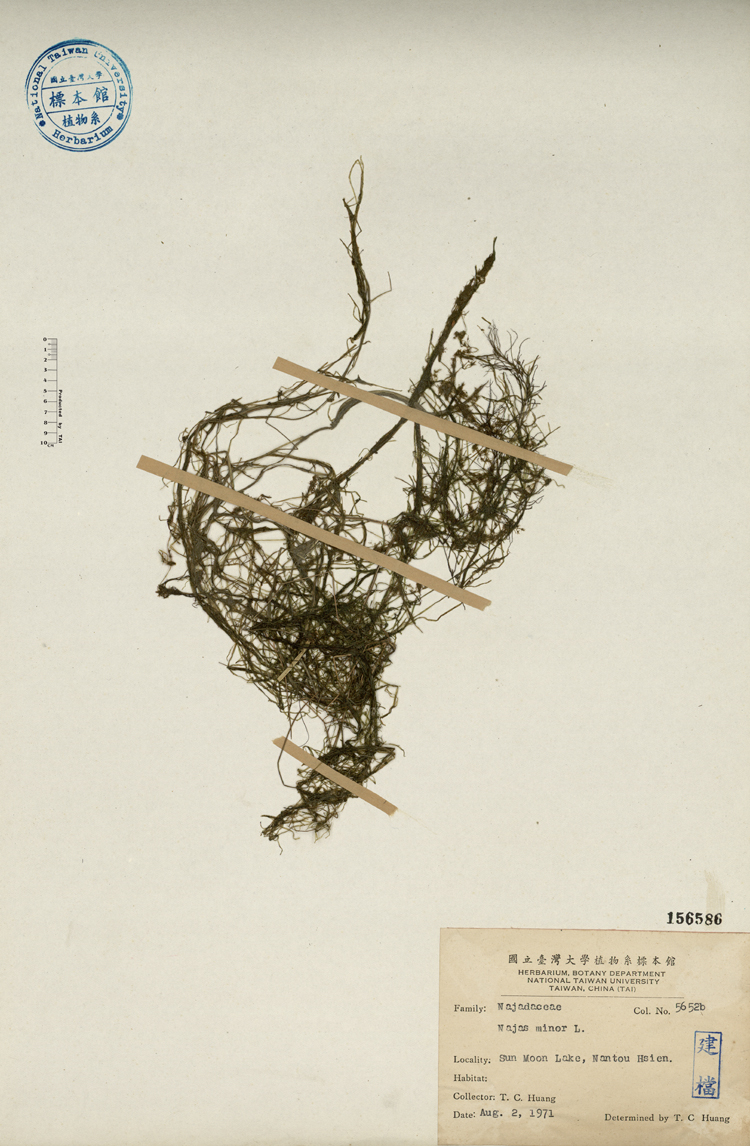 中文種名:小茨藻學名:Najas minor L.俗名:小茨藻俗名（英文）:小茨藻