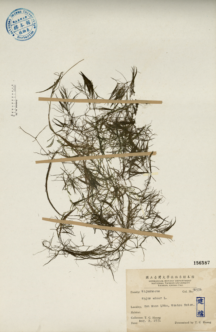 中文種名:小茨藻學名:Najas minor L.俗名:小茨藻俗名（英文）:小茨藻