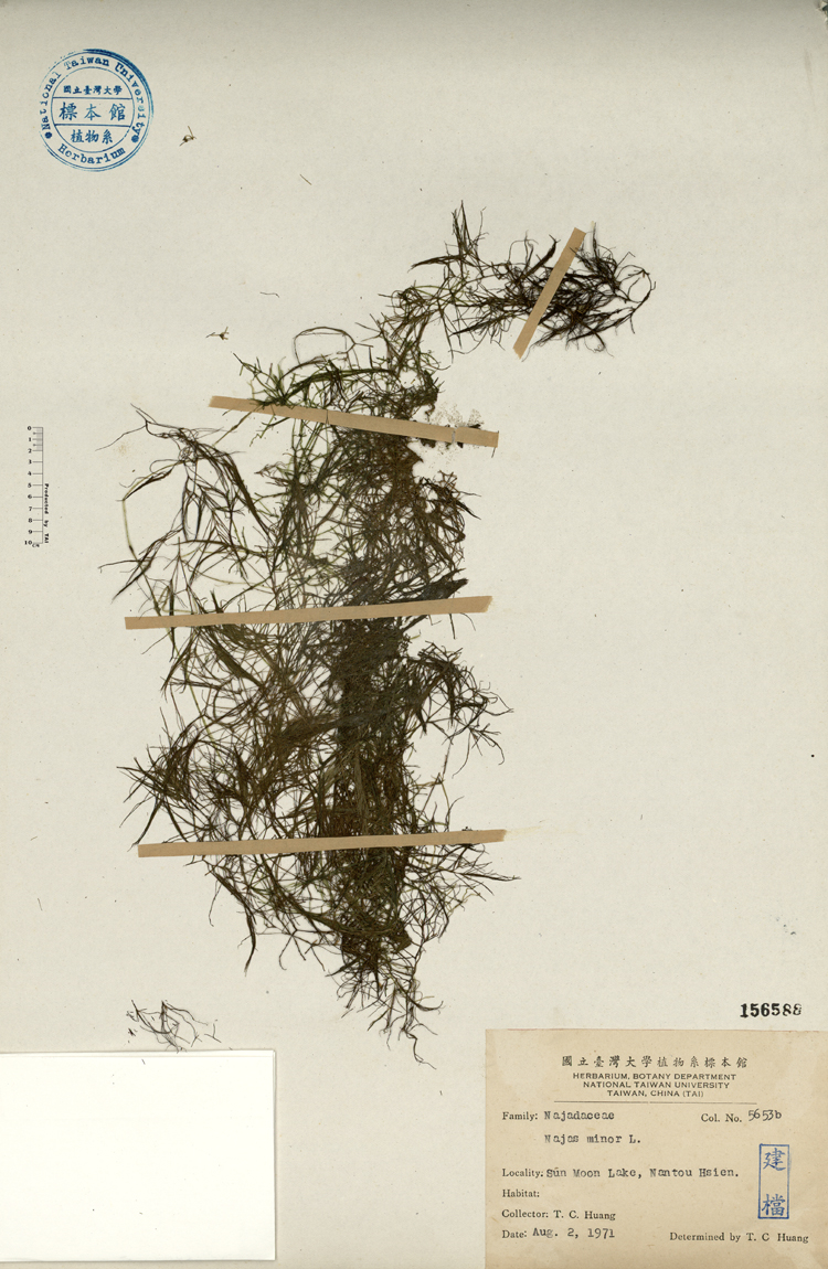 中文種名:小茨藻學名:Najas minor L.俗名:小茨藻俗名（英文）:小茨藻