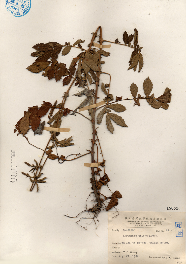 中文種名:龍牙草學名:Geodorum nutans Ames俗名:龍牙草俗名（英文）:龍牙草