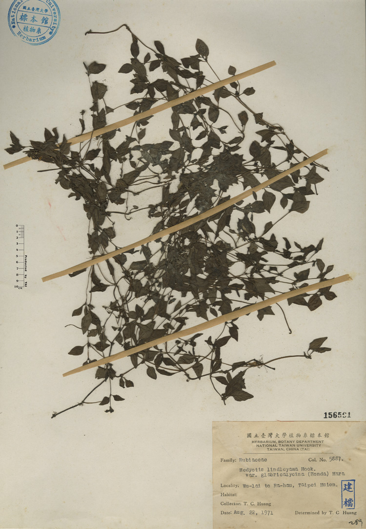 中文種名:涼喉茶學名:Hedyotis lindleyana Hook. var. glabricalycina (Honda) Hara俗名:涼喉茶俗名（英文）:涼喉茶