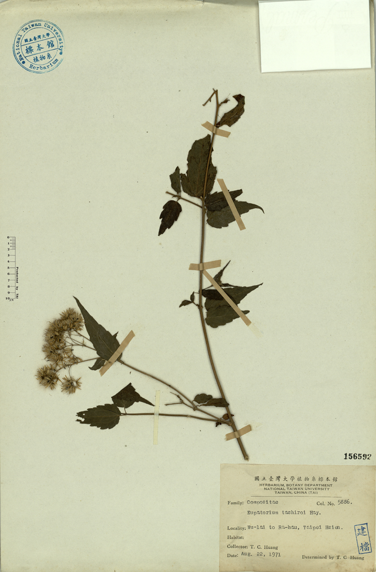 中文種名:田代氏澤蘭學名:Eupatorium tashiroi Hay.俗名:田代氏澤蘭俗名（英文）:田代氏澤蘭
