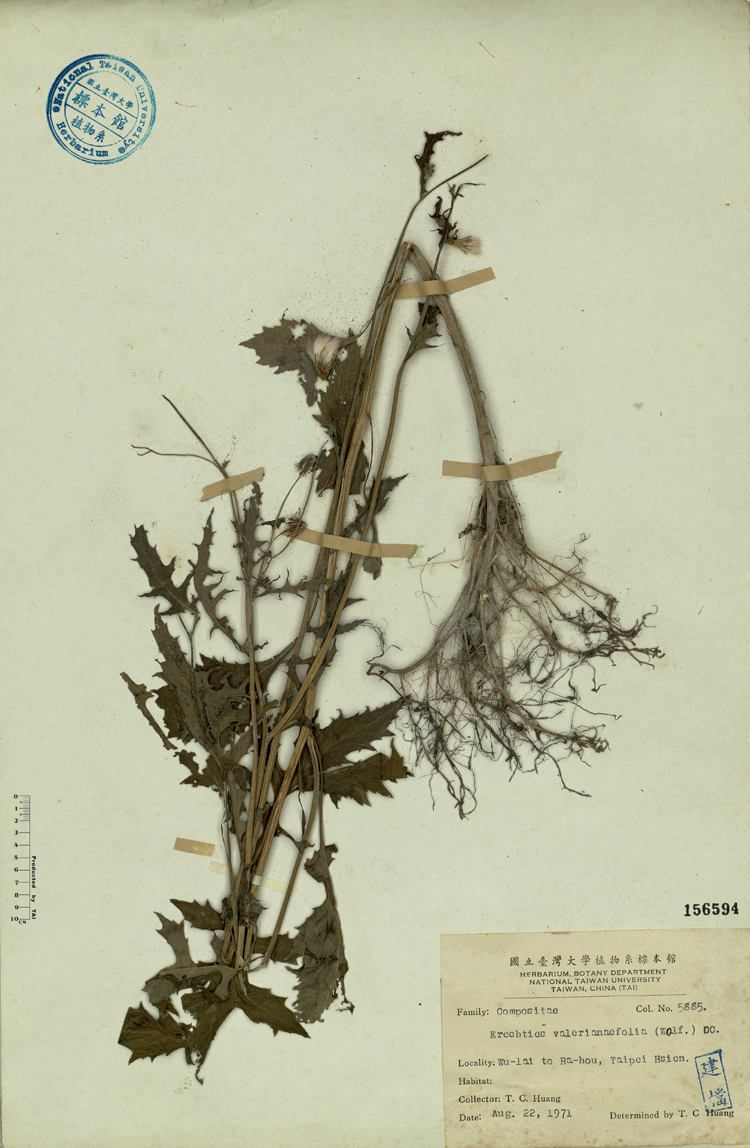 中文種名:飛機草學名:Erechties valerianaefolia (Wolf.) DC.俗名:飛機草俗名（英文）:飛機草