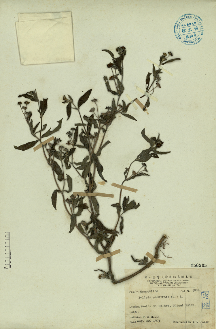 中文種名:鱧腸學名:Eclipta prostrata (L.) L.俗名:鱧腸俗名（英文）:鱧腸