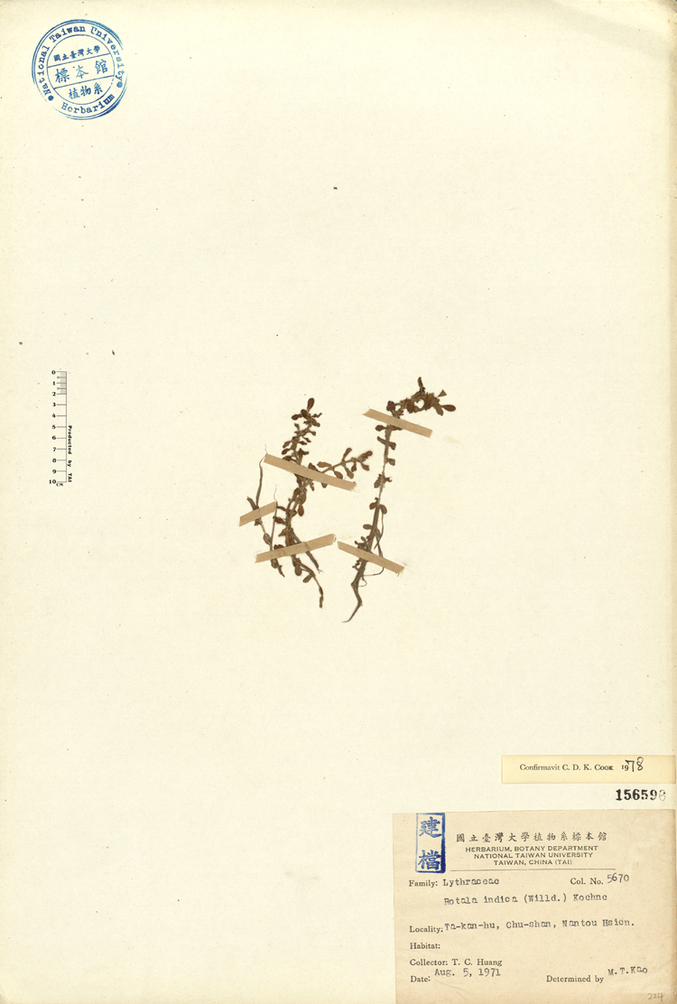 學名:Rotala india (Willd.) Koehne