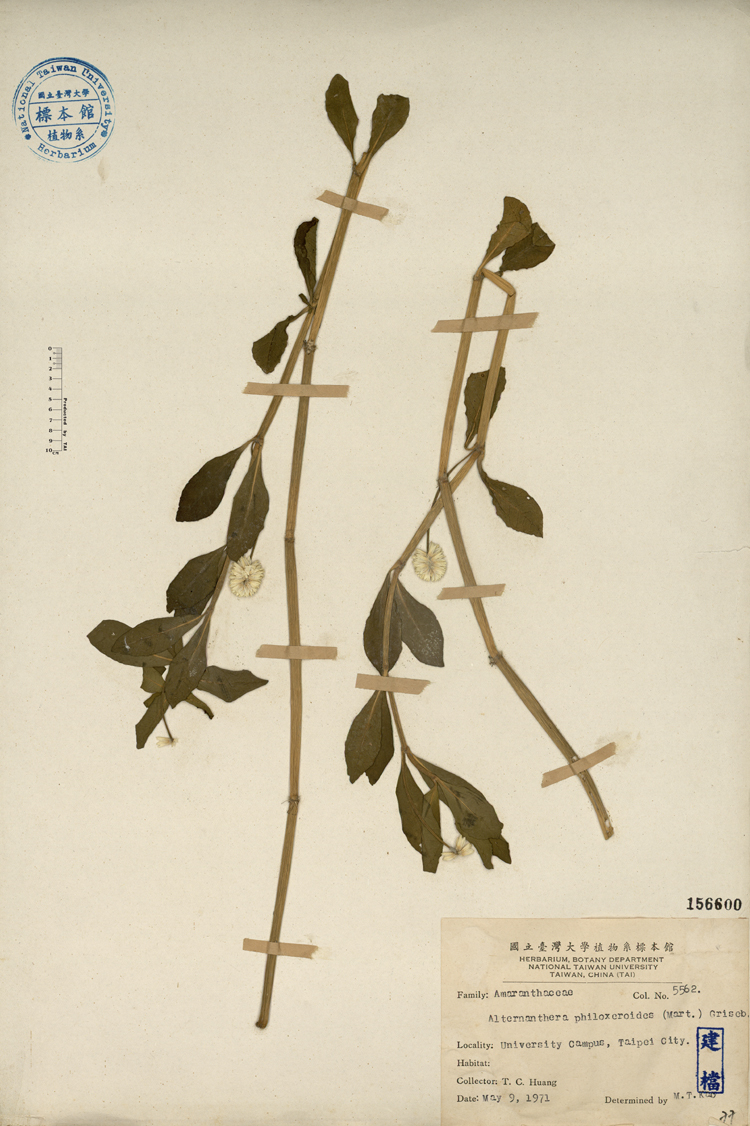 中文種名:空心蓮子草學名:Alternanthera philoxeroides (Mart) Griseb.俗名:空心蓮子草俗名（英文）:空心蓮子草
