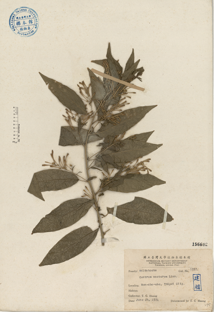 中文種名:曼陀羅學名:Cestrum nocturum Linn.俗名:曼陀羅俗名（英文）:曼陀羅