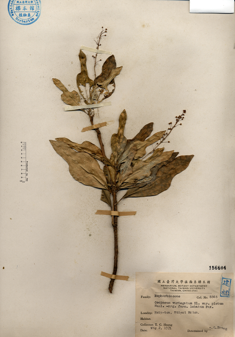 中文種名:變葉木學名:Codiaeum variegatum Blume俗名:變葉木俗名（英文）:變葉木