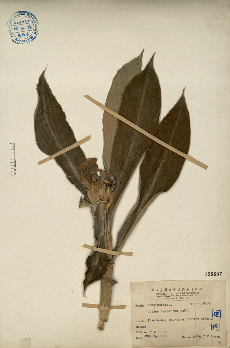 中文種名:絹毛鳶尾學名:Costus speciosus Sm.俗名:絹毛鳶尾俗名（英文）:絹毛鳶尾