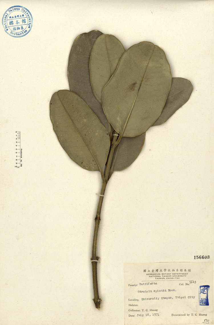 中文種名:福木學名:Garcinia spicata Hook. f.俗名:福木俗名（英文）:福木