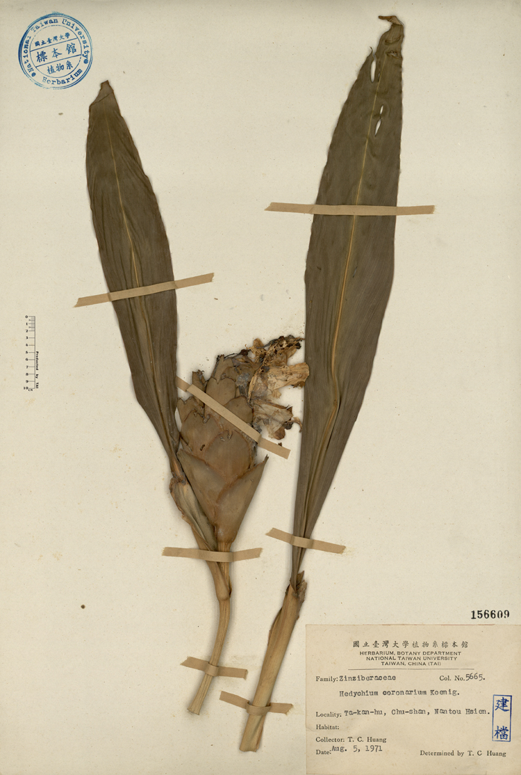 中文種名:野薑花學名:Hedychium coronarium Koenig俗名:野薑花俗名（英文）:野薑花