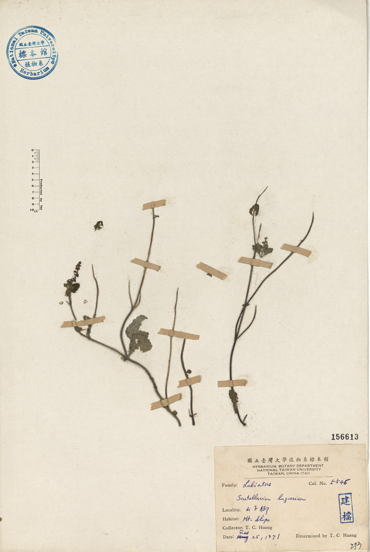 中文種名:布烈氏黃芩學名:Scutellaria luzonica俗名:布烈氏黃芩俗名（英文）:布烈氏黃芩