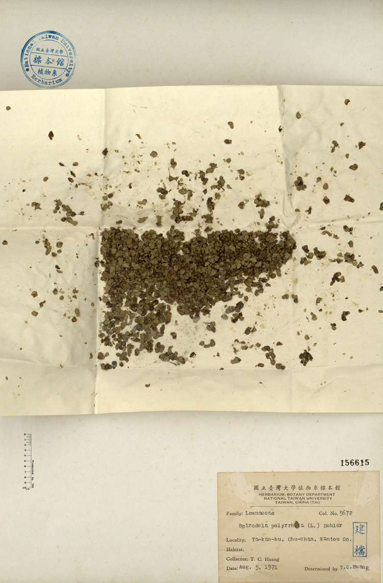 中文種名:水萍學名:Spirodela polyrhiza (L.) Schleid.俗名:水萍俗名（英文）:水萍