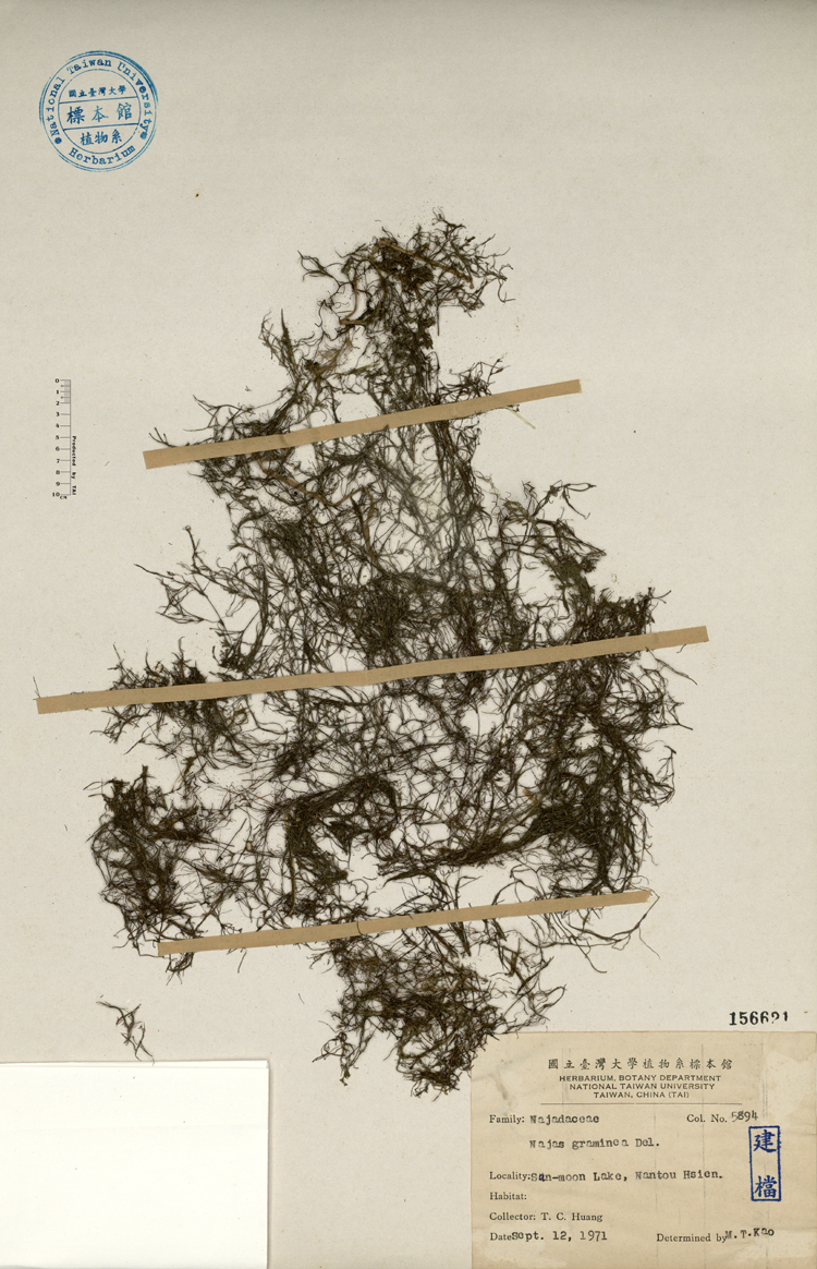 中文種名:拂尾藻學名:Najas graminea Del.俗名:拂尾藻俗名（英文）:拂尾藻