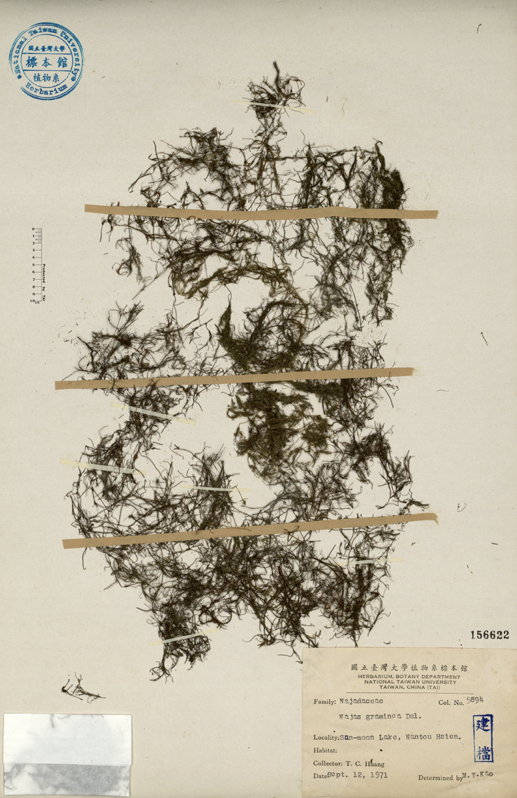 中文種名:拂尾藻學名:Najas graminea Del.俗名:拂尾藻俗名（英文）:拂尾藻