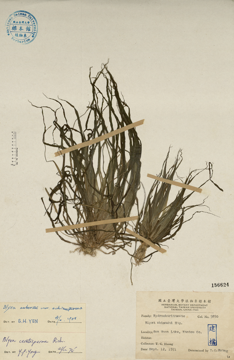 中文種名:台灣簀藻學名:Blyxa shimada Hay.俗名:台灣簀藻俗名（英文）:台灣簀藻