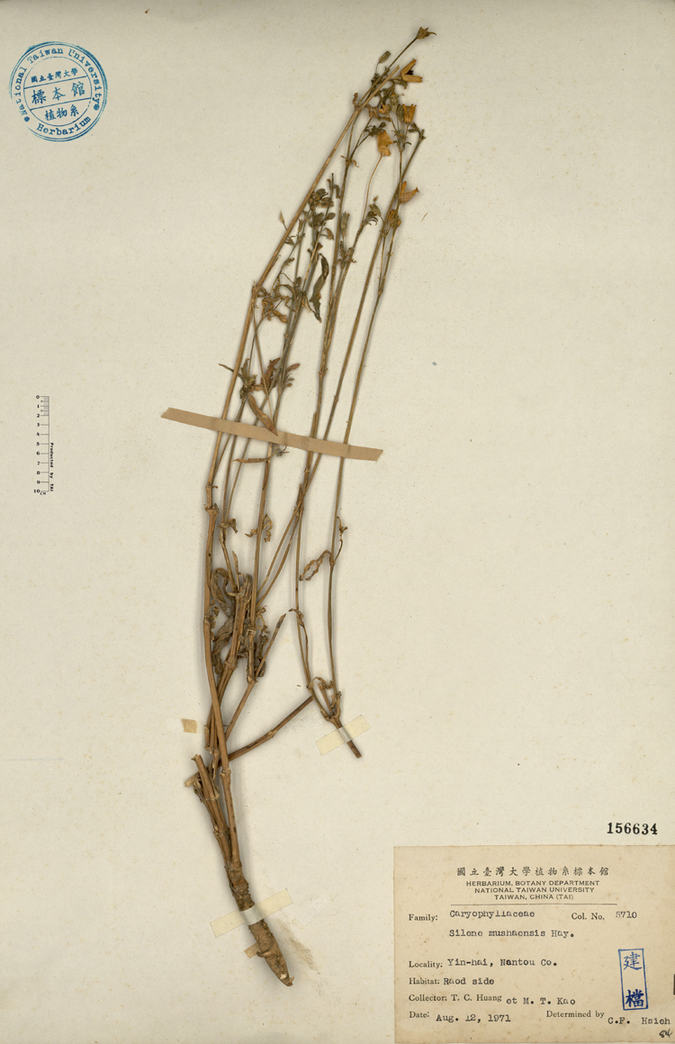 中文種名:台灣蠅子草學名:Silene mushaensis Hayata俗名:台灣蠅子草俗名（英文）:台灣蠅子草