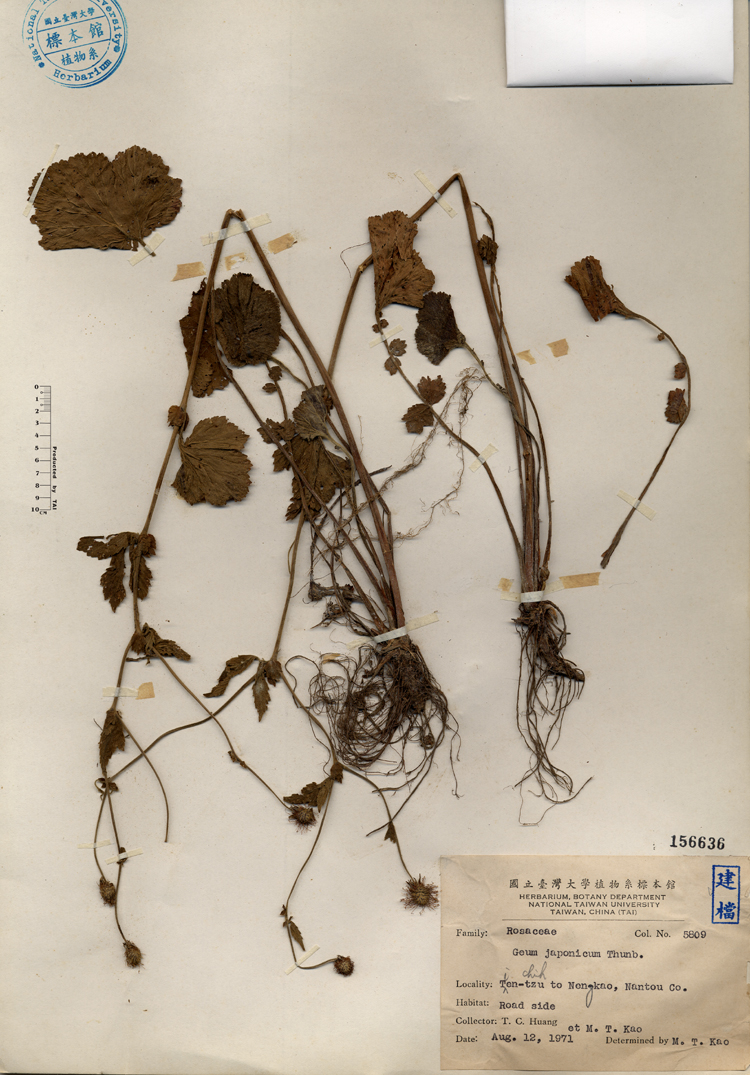 中文種名:水楊梅學名:Geum japonicum Thunb.俗名:水楊梅俗名（英文）:水楊梅