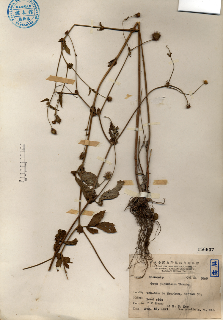 中文種名:水楊梅學名:Geum japonicum Thumb.俗名:水楊梅俗名（英文）:水楊梅