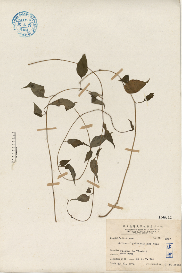 中文種名:蔓茄學名:Solanum lysimachioides Wall.俗名:蔓茄俗名（英文）:蔓茄