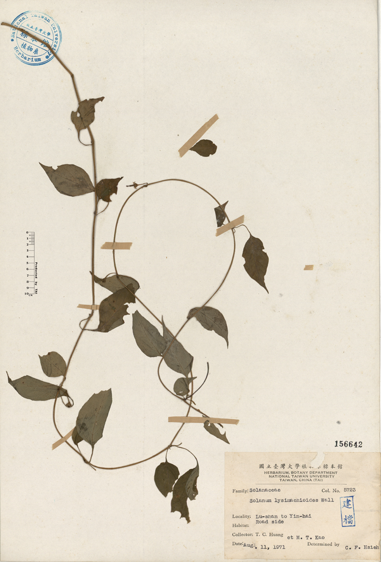 中文種名:蔓茄學名:Solanum lysimachioides Wall.俗名:蔓茄俗名（英文）:蔓茄