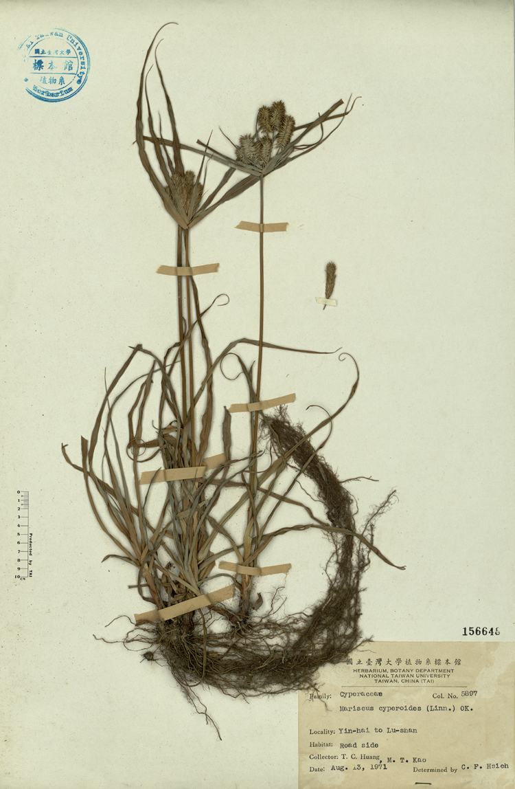 中文種名:磚子苗學名:Mariscus cyperoides (Linn.) OK.俗名:磚子苗俗名（英文）:磚子苗