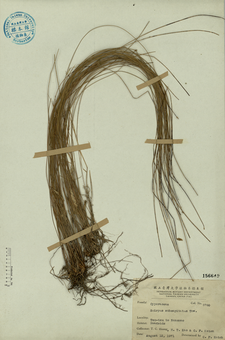 中文種名:玉山針藺學名:Scirpus subcapitatus Thw.俗名:玉山針藺俗名（英文）:玉山針藺