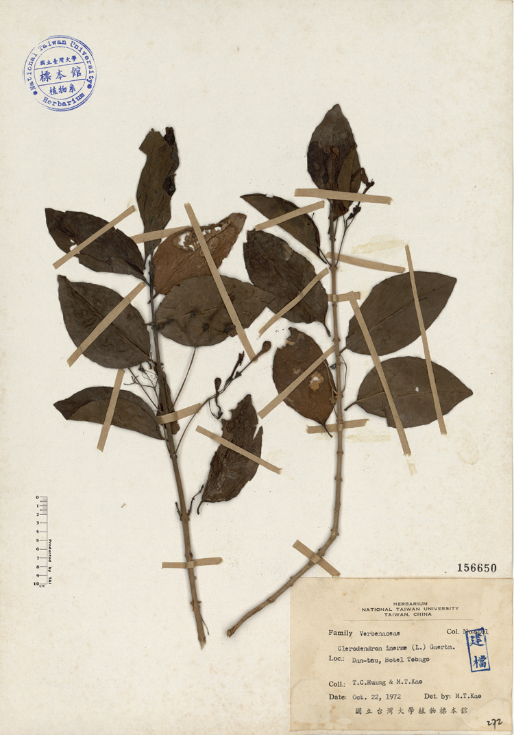 中文種名:苦林盤學名:Clerodendron inerme (L.) Gaertn.俗名:苦林盤俗名（英文）:苦林盤