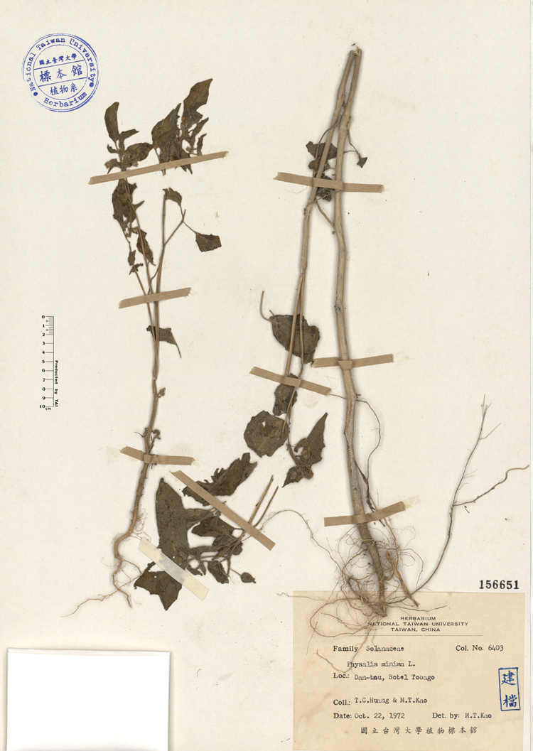 中文種名:燈籠草學名:Physalis minima L.俗名:燈籠草俗名（英文）:燈籠草