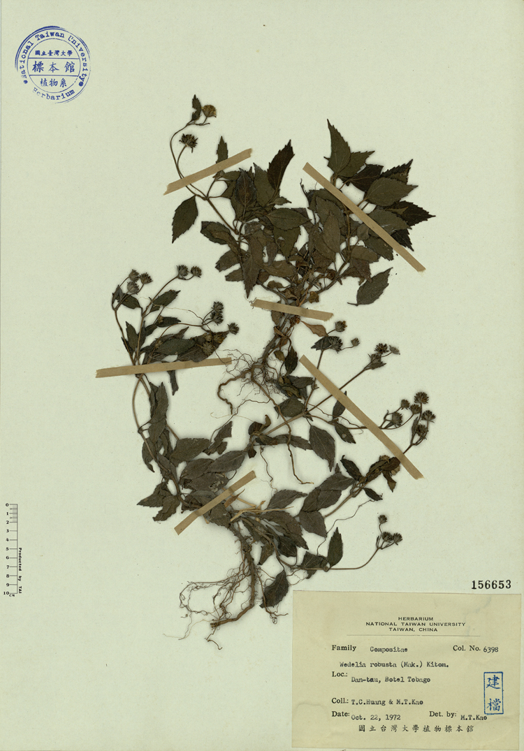 中文種名:大天蓬草舅學名:Wedelia robusta (Mak.) Kitam.俗名:大天蓬草舅俗名（英文）:大天蓬草舅
