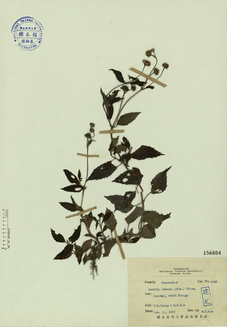 中文種名:大天蓬草舅學名:Wedelia robusta (Mak.) Kitam.俗名:大天蓬草舅俗名（英文）:大天蓬草舅