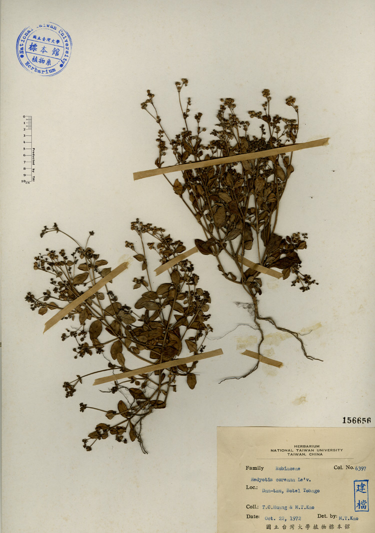 中文種名:雙花耳草學名:Hedyotis coreana Le v.俗名:雙花耳草俗名（英文）:雙花耳草