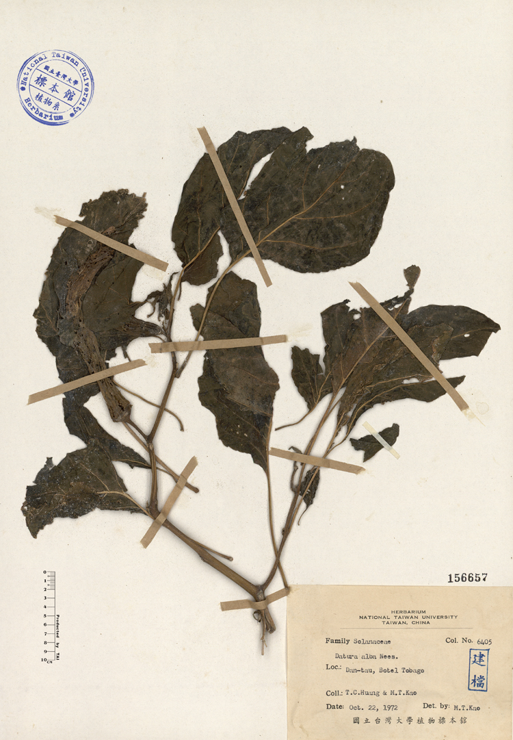 中文種名:曼陀羅學名:Datura alba Nees.俗名:曼陀羅俗名（英文）:曼陀羅