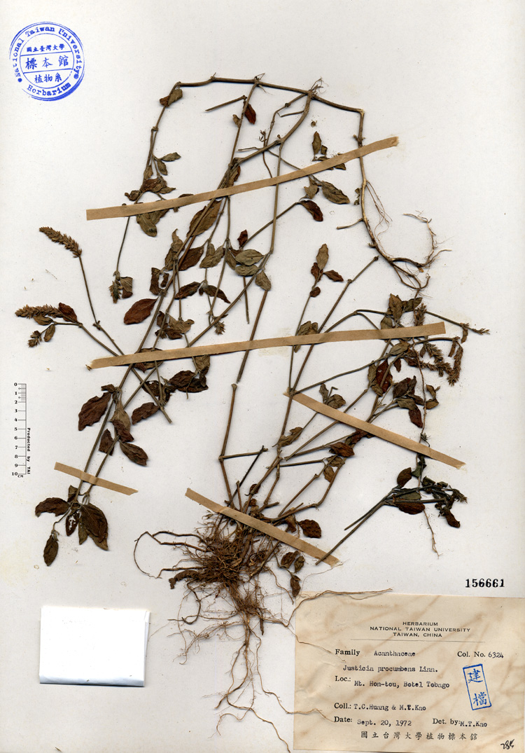 中文種名:爵床學名:Justicia procumbens Linn.俗名:爵床俗名（英文）:爵床