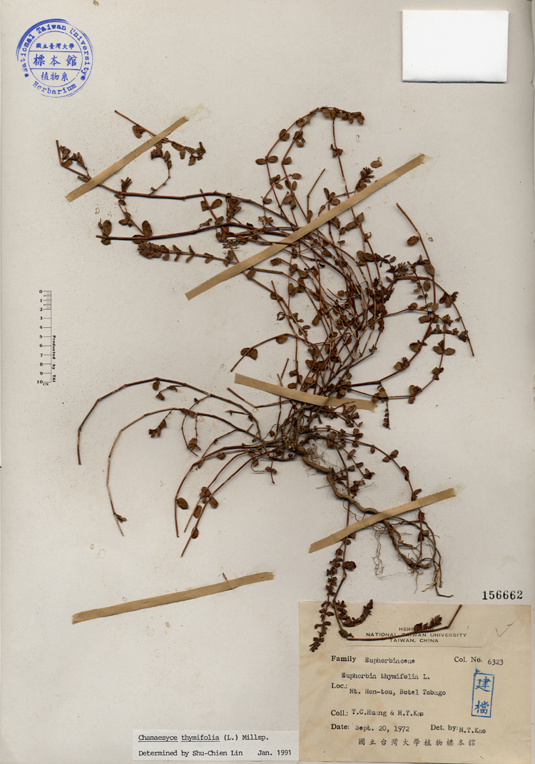 中文種名:千根草學名:Euphorbia thymifolia L.俗名:千根草俗名（英文）:千根草