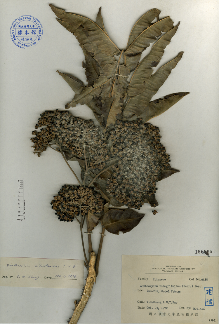 中文種名:食茱萸學名:Zanthoxylum integrifolium (Merr.) Merr.俗名:食茱萸俗名（英文）:食茱萸
