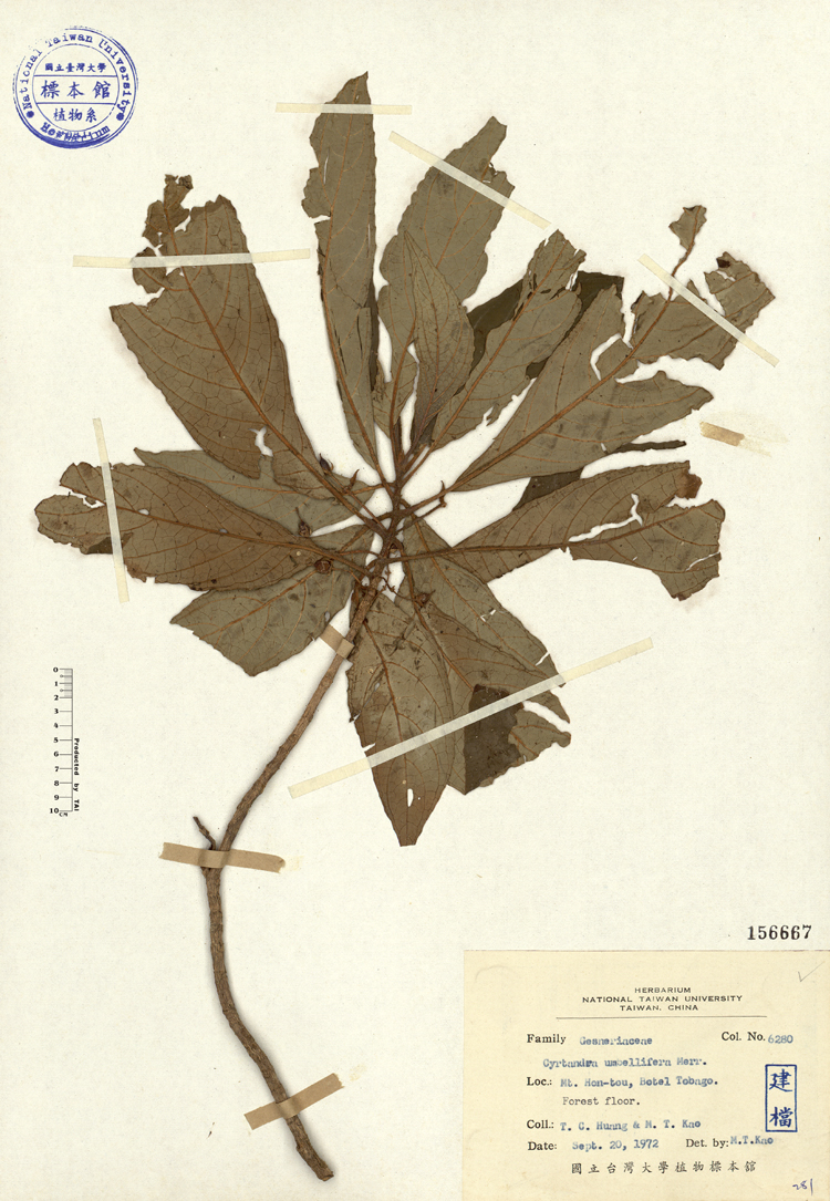 中文種名:雄胞囊草學名:Cyrtandra umbellifera Merr.俗名:雄胞囊草俗名（英文）:雄胞囊草