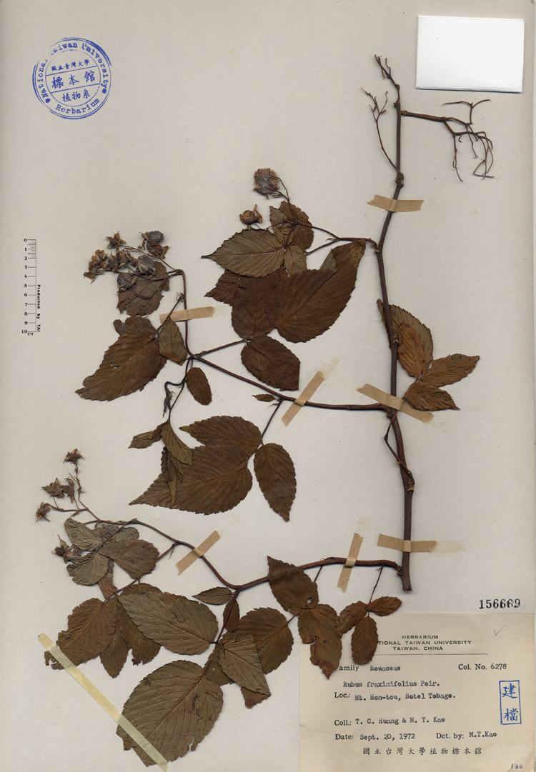 中文種名:榿葉懸鉤子學名:Rubus fraxinifolius Poir.俗名:榿葉懸鉤子俗名（英文）:榿葉懸鉤子